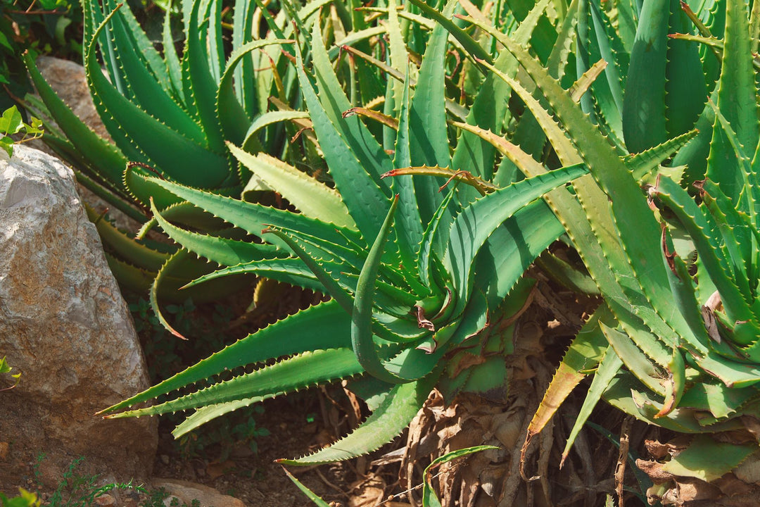 Useful plants for the lazy gardener