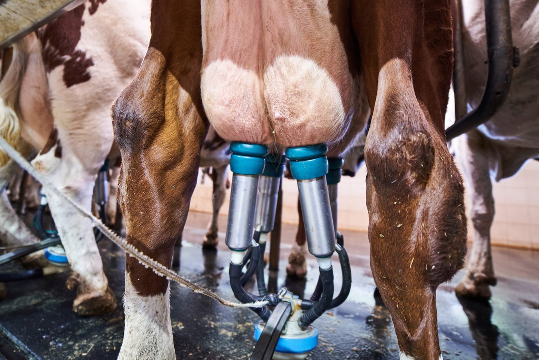 The Milk Series - Part 1 - Dairy